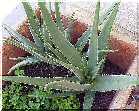 Aloe vera on the list of healing plants