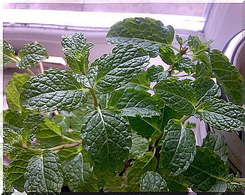 Mint on the list of healing plants