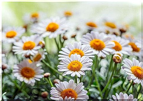 Chamomile in the top of the best healing plants