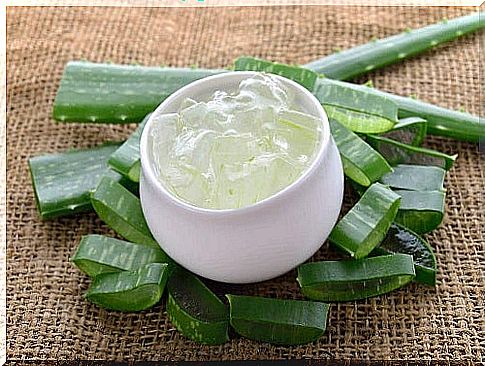 6 properties of the aloe vera plant