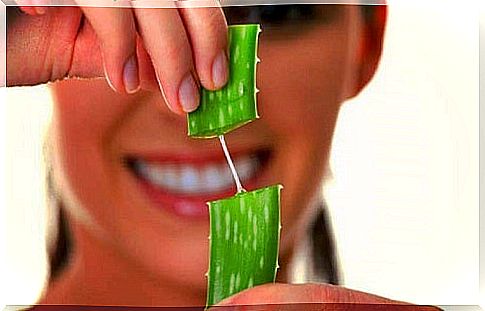 Properties of the aloe vera plant that beautifies the hair