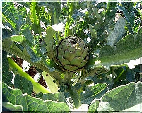 Artichoke used in medicinal infusions to treat diabetes 