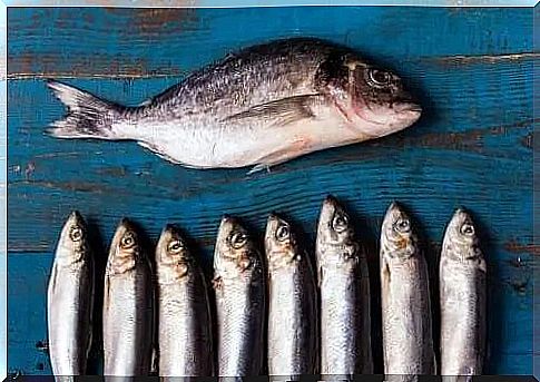 The health benefits of blue fish