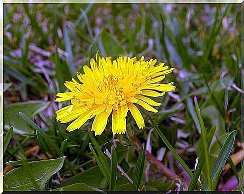 Dandelion for hair more often