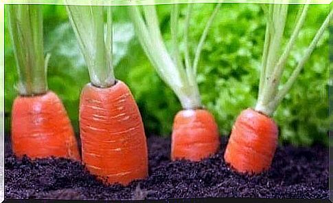 The benefits of carrots planted in your own garden