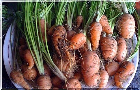 How to grow carrots at home