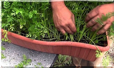 How to grow carrots at home in pots