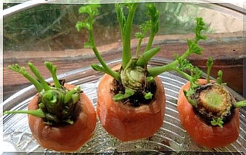 Carrots sprouted