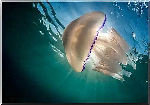 Jellyfish in the water