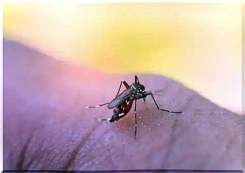 The need for natural remedies for mosquitoes