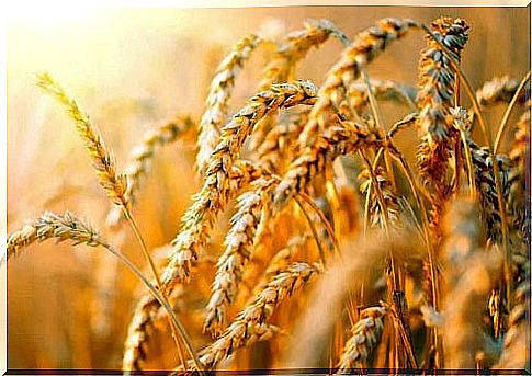 Spice of ripe wheat