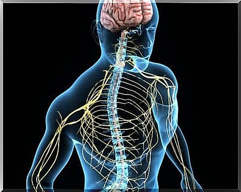 The human nervous system