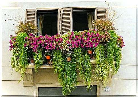 Guide to the city garden on your own balcony