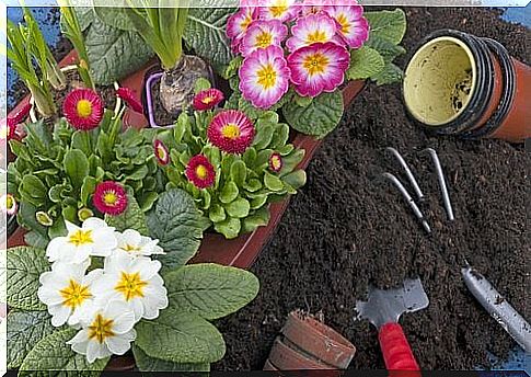 The urban garden guide includes flowers and garden tools