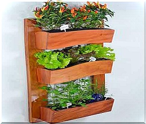 The urban garden guide involves a vertical shelf of plants