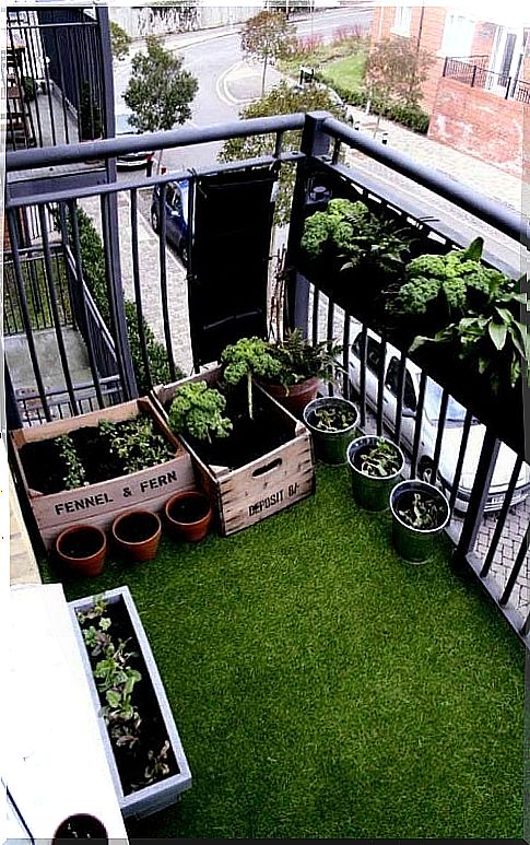 Guide to the urban garden in the city