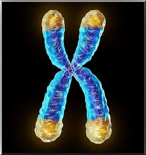 What are telomeres and what role do they play?