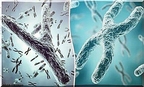 Examples of telomeres