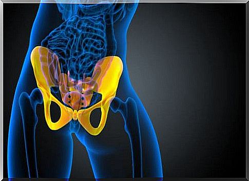 Drawing illustrating the hip region